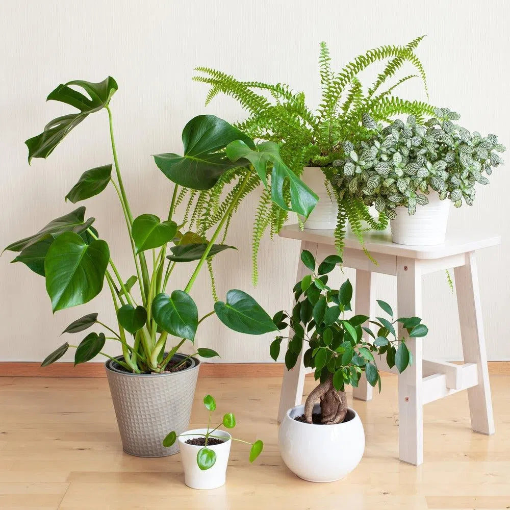 Grüne Kunstpflanzen online kaufen – Flora Studio