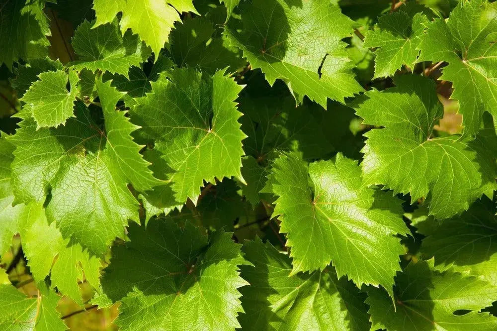 Künstliche Girlanden