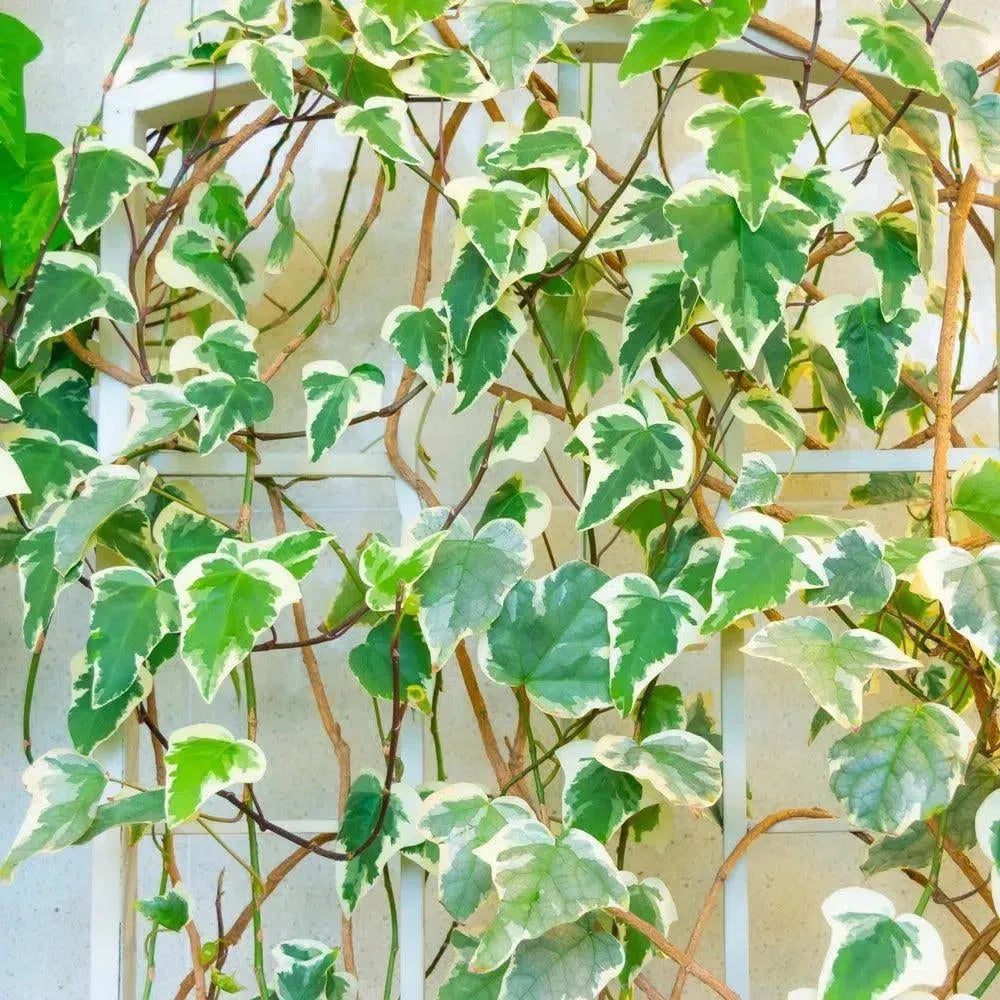 Kunstpflanzen für Außenbereich – Flora Studio
