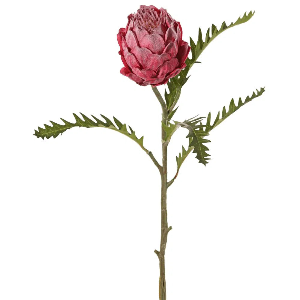 Künstliche Protea - Pauline, 65 cm
