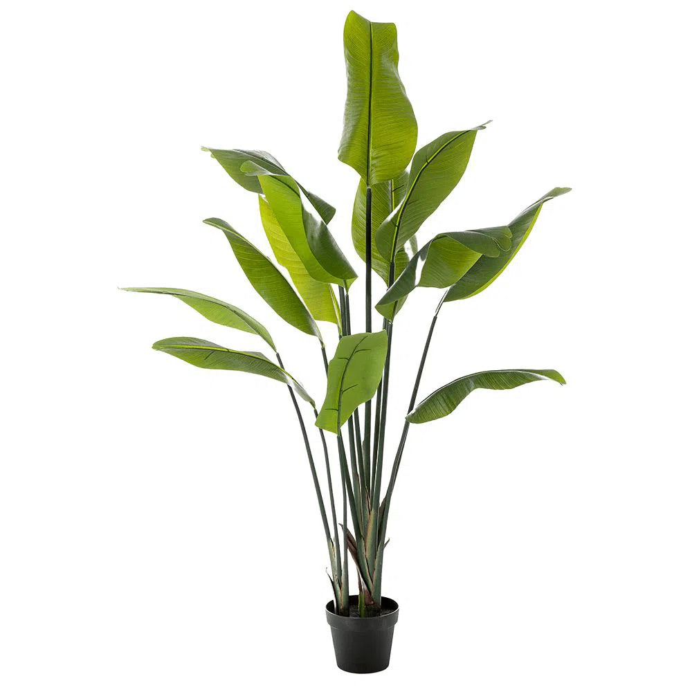 Künstliche Strelitzie - Sinja, 150 - 200 cm