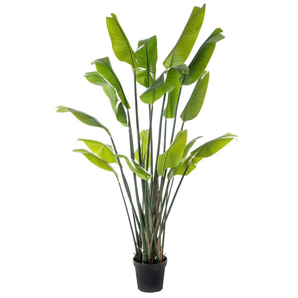 Künstliche Strelitzie - Sinja, 150 - 200 cm