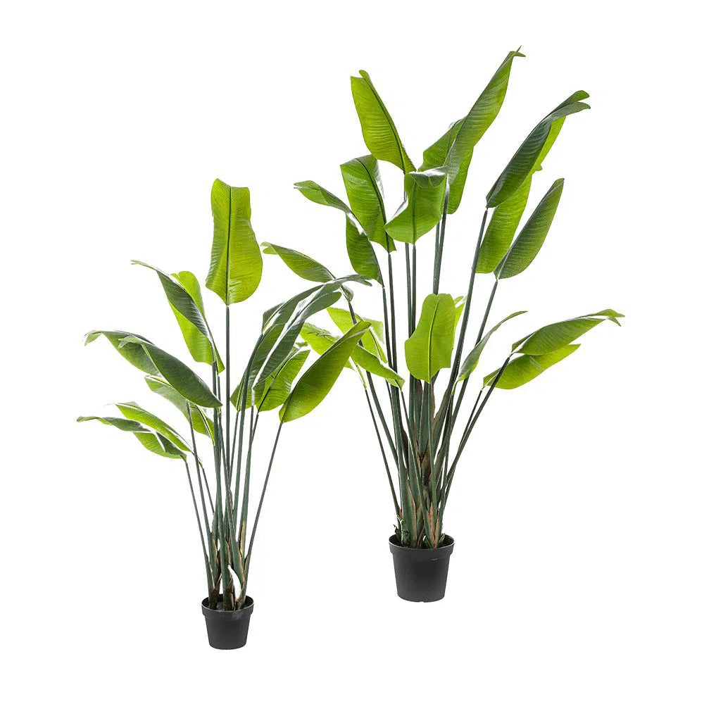 Künstliche Strelitzie - Sinja, 150 - 200 cm