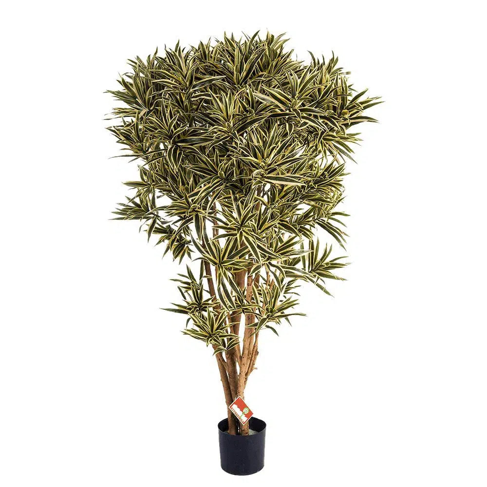 Künstlicher Drachenbaum mit Echtholzstamm - Imany, 145 cm