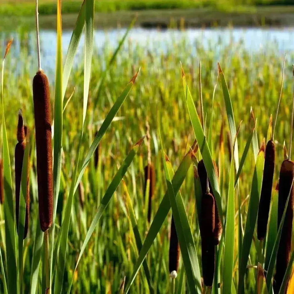 Künstliche Gräser kaufen: naturgetreues Kunstgras