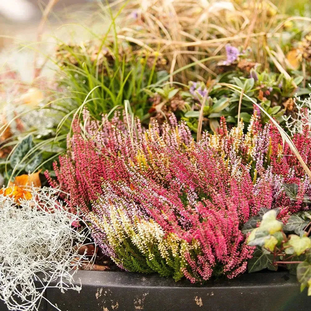 Herbst & Winter – Flora Studio
