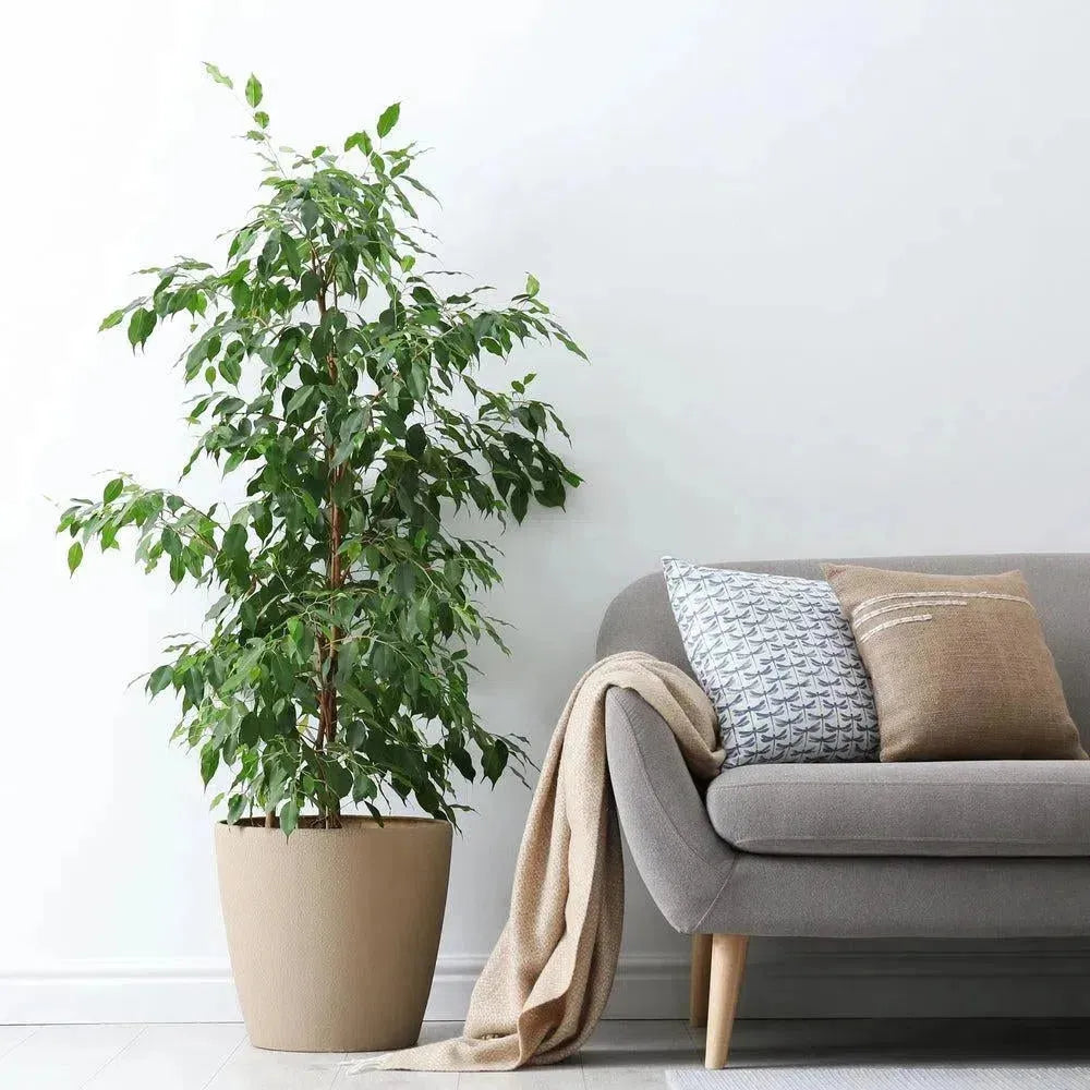 Künstlicher Ficus
