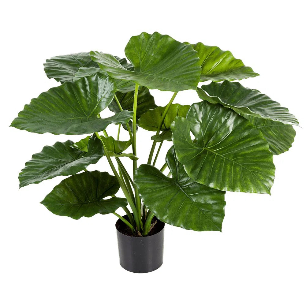 Künstliche Alocasia - Aluna, 75 - 95 cm