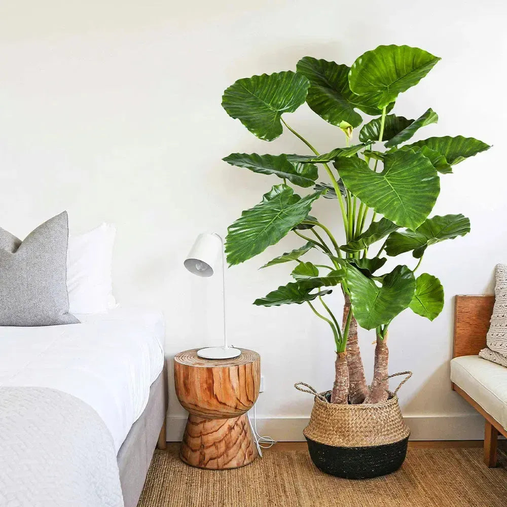 Künstliche Alocasia - Bodhi, 80 - 120 cm