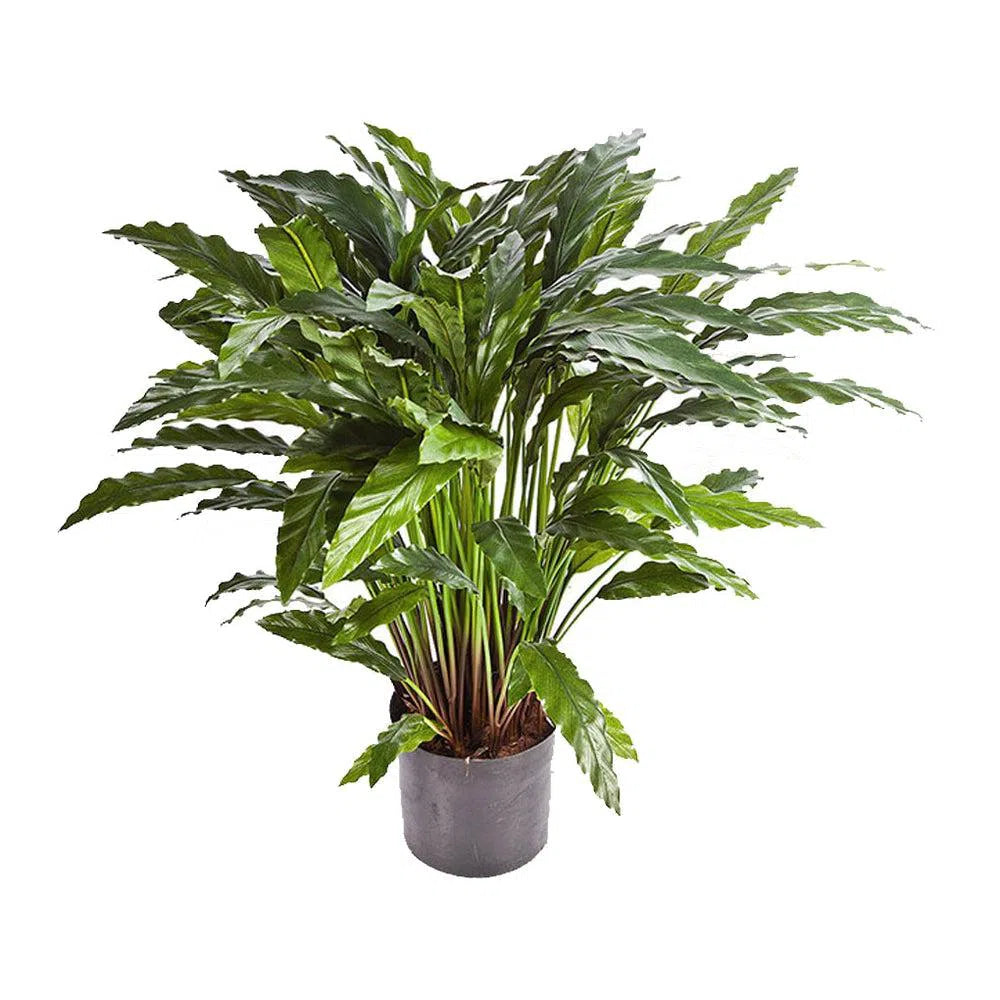 Künstliche Calathea - Gabriel, 84 - 86 cm