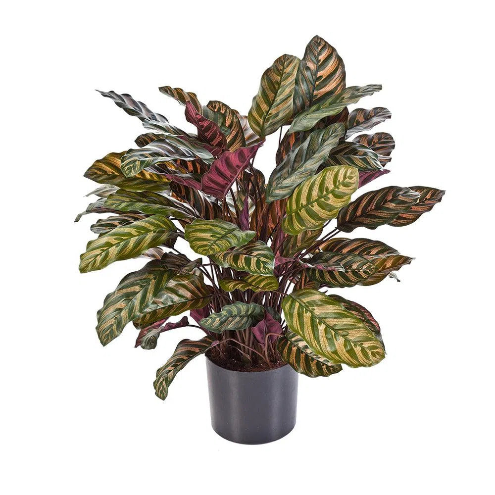 Künstliche Calathea - Miguel, 78 - 80 cm