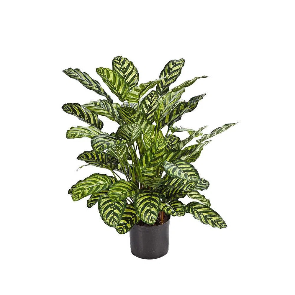 Künstliche Calathea - Rafael, 78 - 80 cm