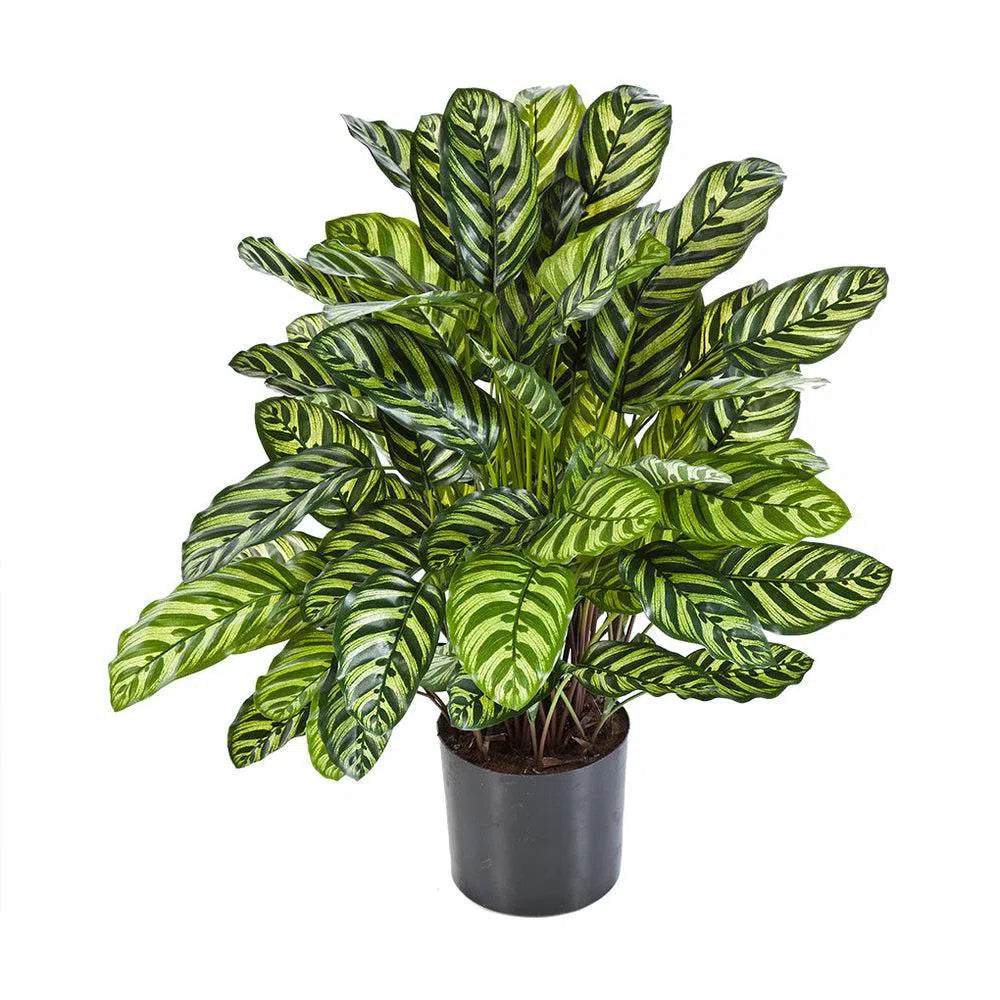 Künstliche Calathea - Rafael, 78 - 80 cm