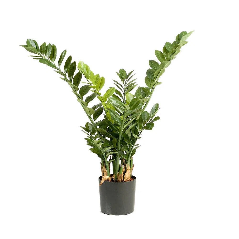 Künstliche Glücksfeder, 70 - 110 cm
