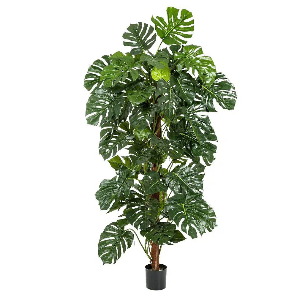 Künstliche Monstera mit Echtholzstamm - Luna, 160 - 190 cm