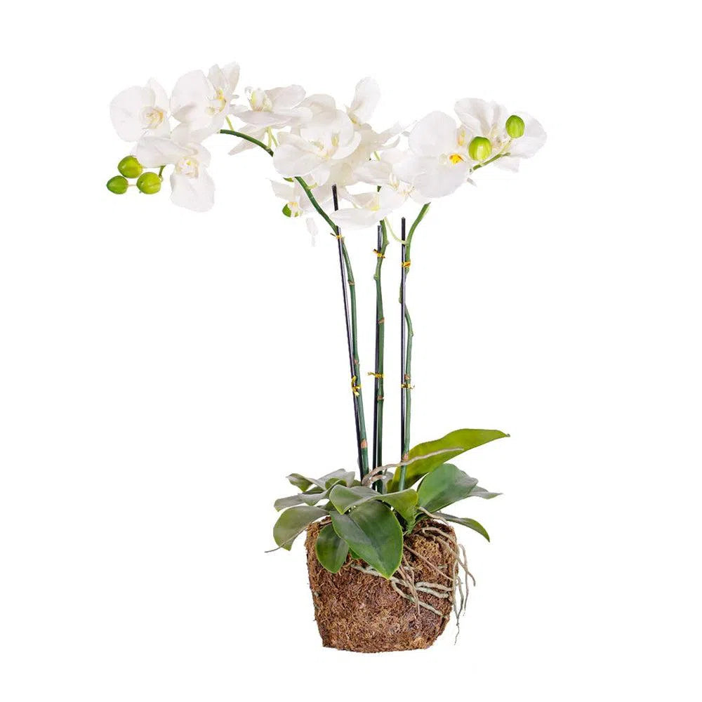 Künstliche Orchidee - Marlene, 65 cm