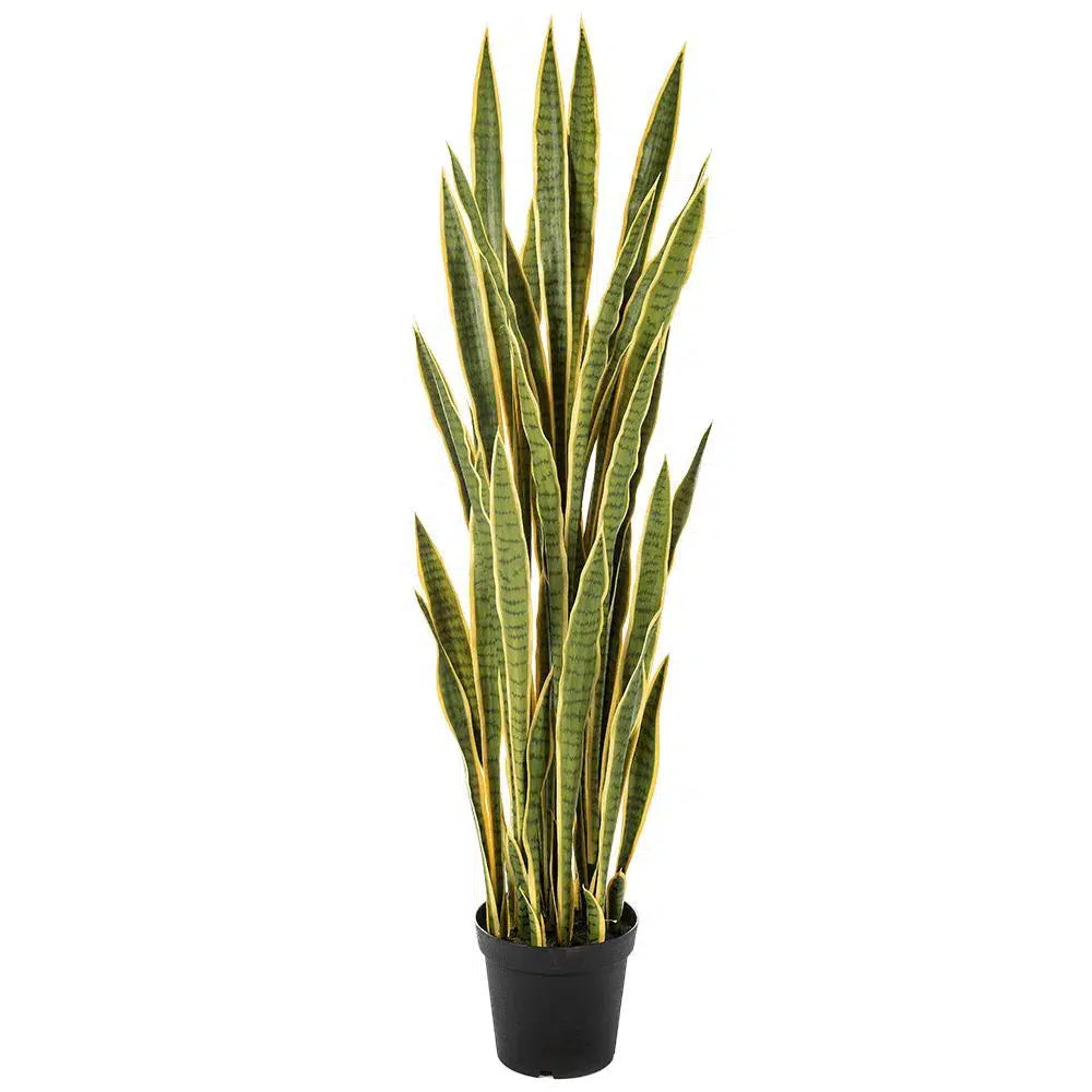 Künstliche Sansevieria - Bella, 120 - 150 cm