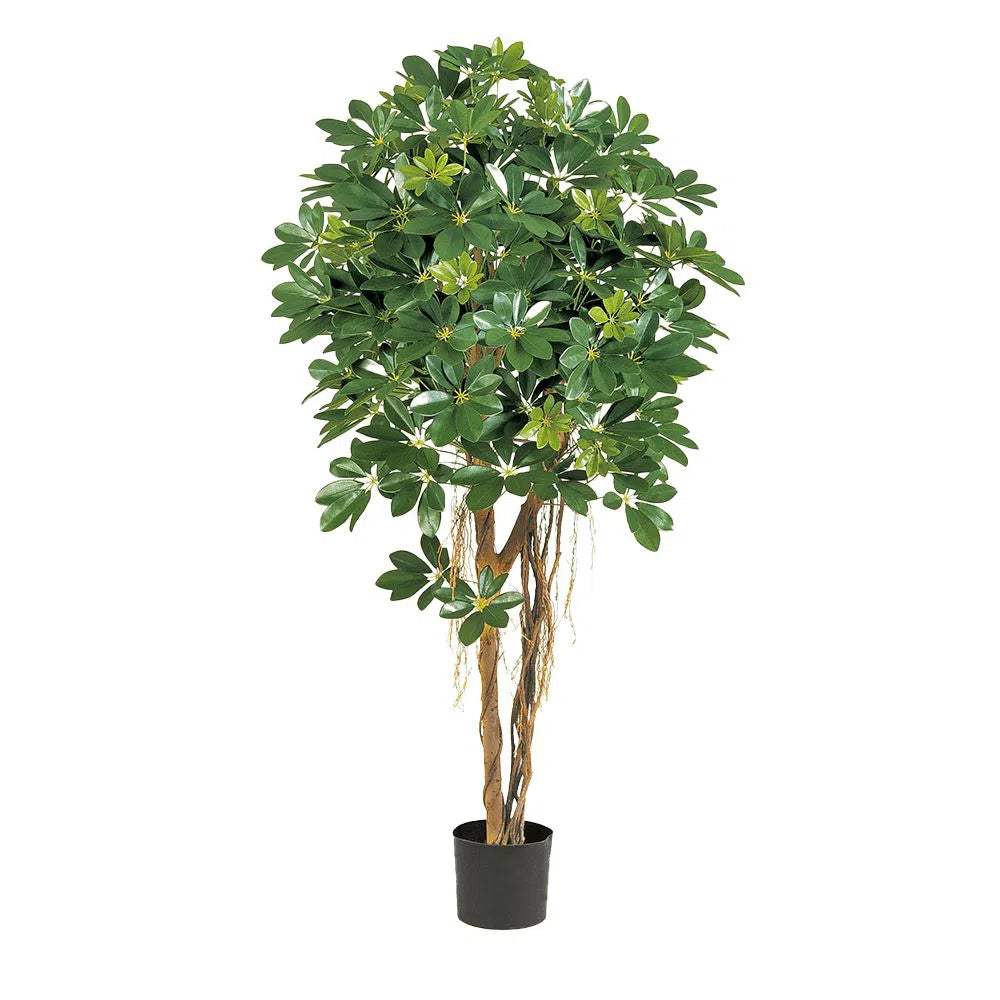 Künstliche Schefflera mit Echtholzstamm - Cai, 110 - 170 cm
