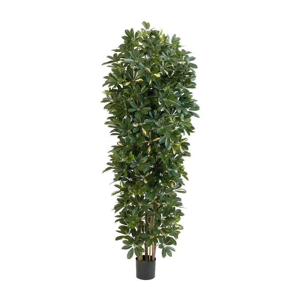 Künstliche Schefflera mit Echtholzstamm - Hami, 180 - 200 cm