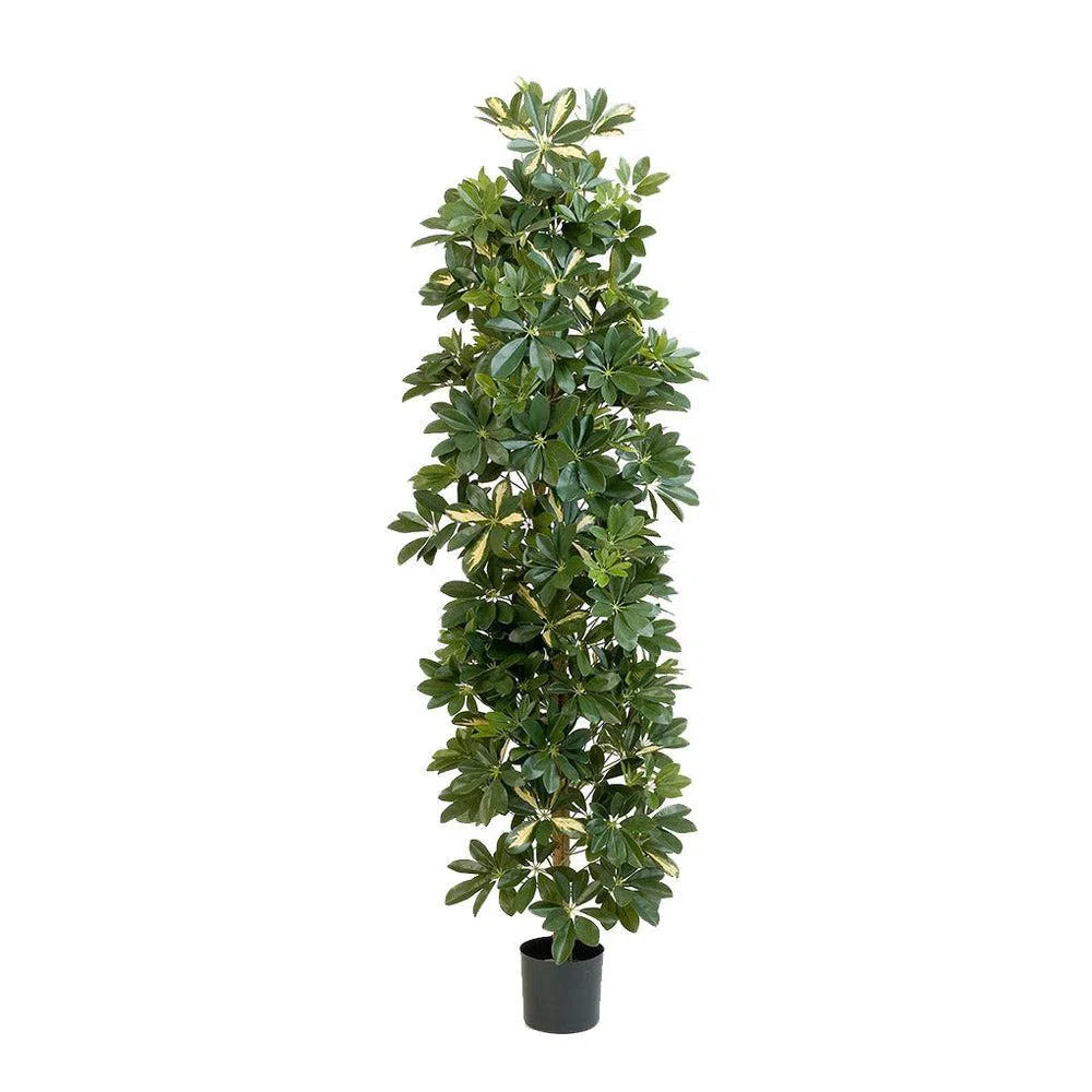 Künstliche Schefflera mit Echtholzstamm - Hami, 180 - 200 cm