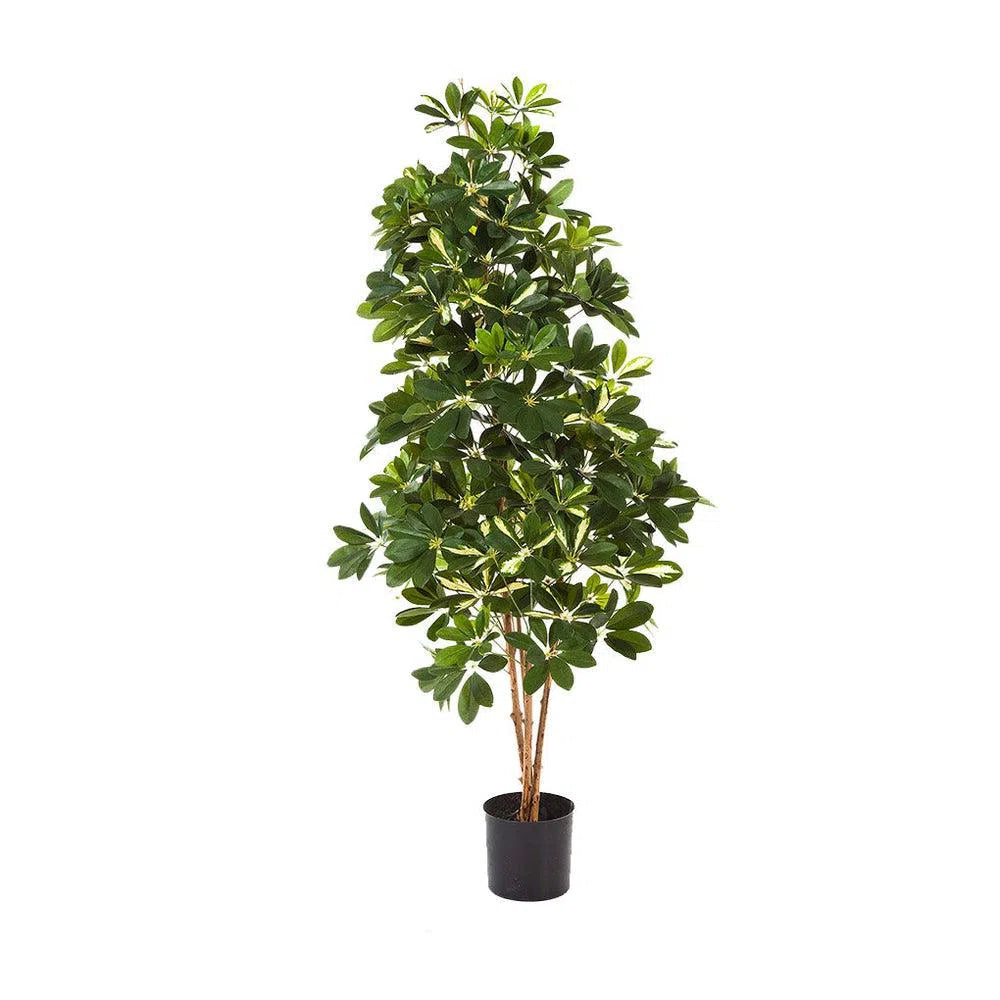 Künstliche Schefflera mit Echtholzstamm - Narek, 80 - 170 cm