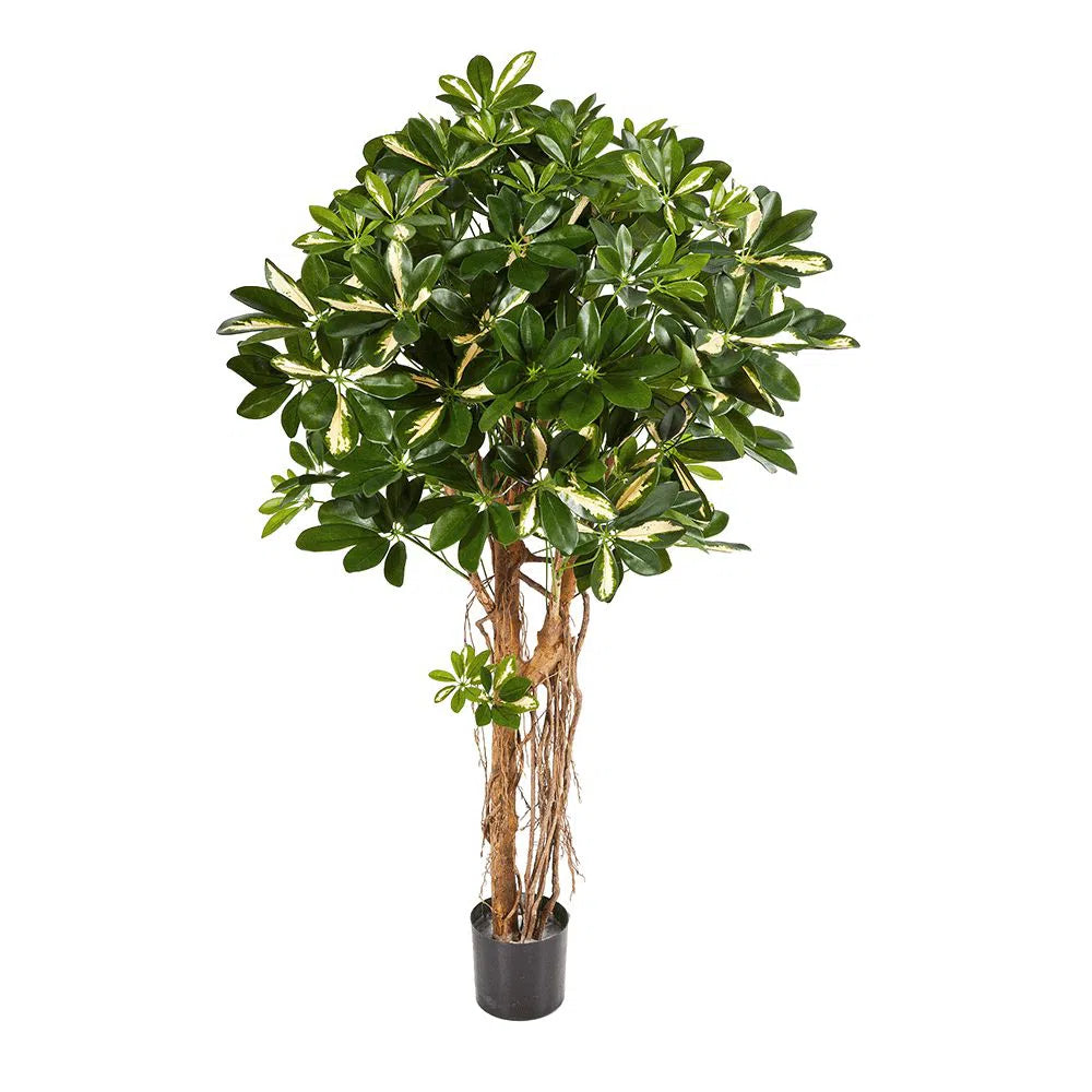 Künstliche Schefflera mit Echtholzstamm - Sammo, 110 - 170 cm