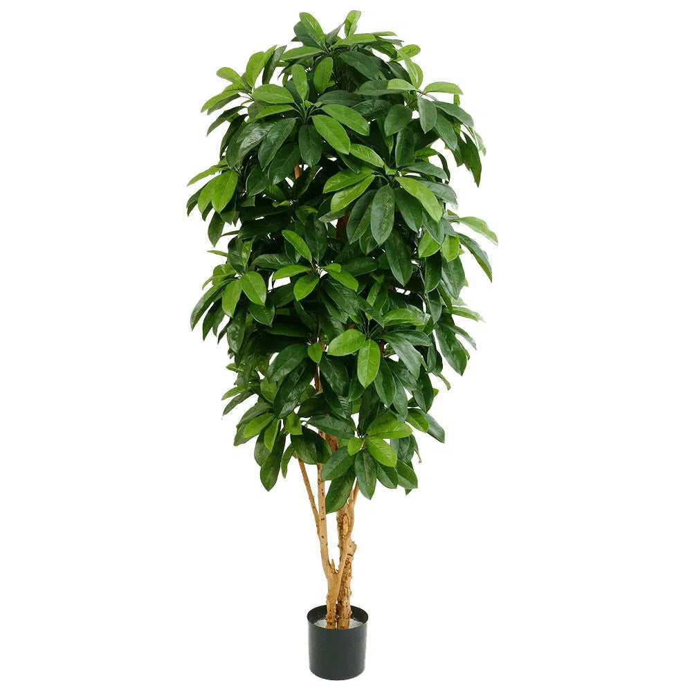 Künstliche Schefflera mit Echtholzstamm - Sheng, 140 - 170 cm