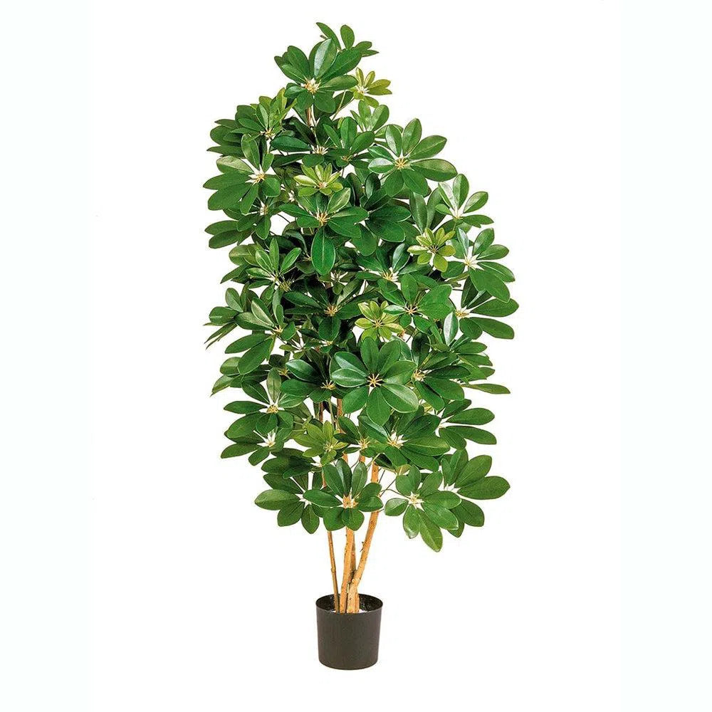 Künstliche Schefflera mit Echtholzstamm - Tarek, 80 -170 cm