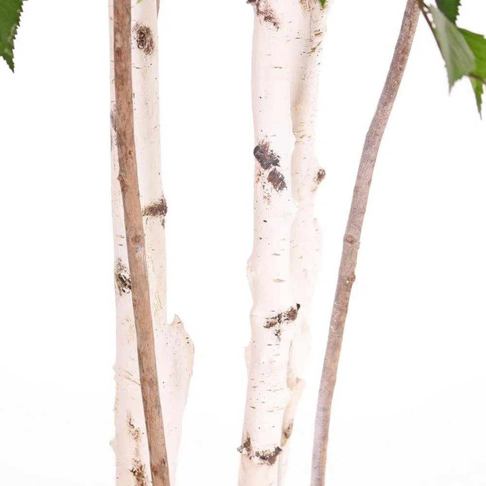 Künstlicher Birkenbaum - Ralf, 195 cm