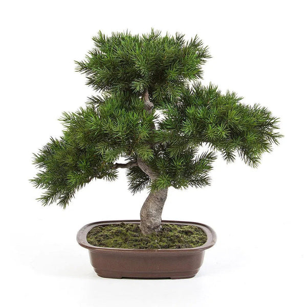 Kunstpflanzen | Künstlicher Bonsai - Rudi, 50 cm | Wie echt