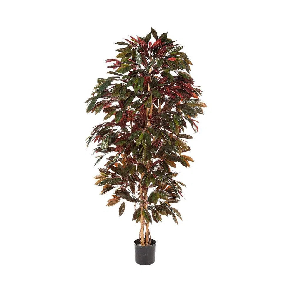 Künstlicher Capensia mit Echtholzstamm, 150 - 210 cm