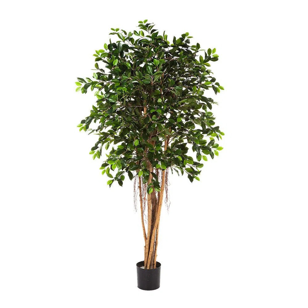 Künstlicher Ficus Benjamina - Bao, 150 - 210 cm