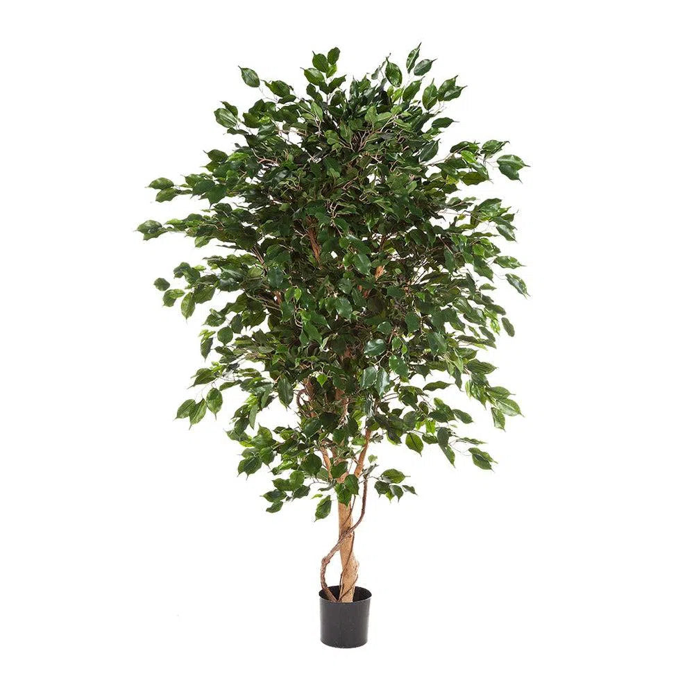 Künstlicher Ficus Benjamina Deluxe - Titus, 150 - 240 cm