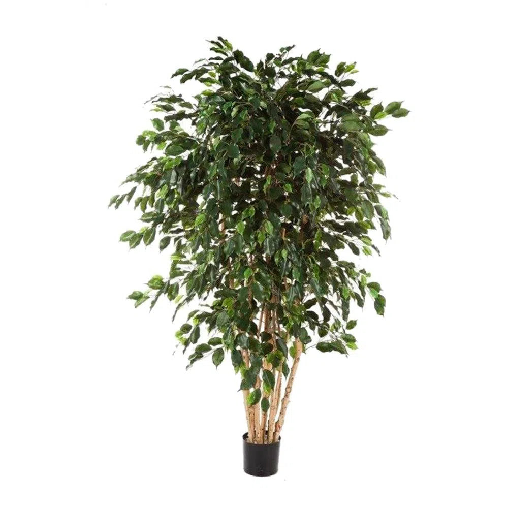 Künstlicher Ficus Benjamina mit Echtholzstamm - Multi, 180 - 240 cm