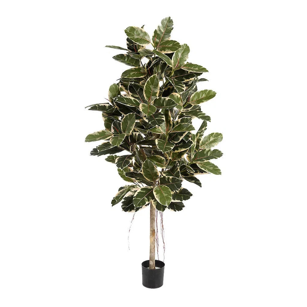 Künstlicher Ficus Elastica mit Echtholzstamm - Capo, 140 - 210 cm