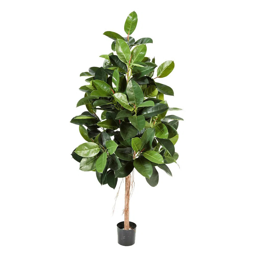 Künstlicher Ficus Elastica mit Echtholzstamm - Sam, 140 - 210 cm