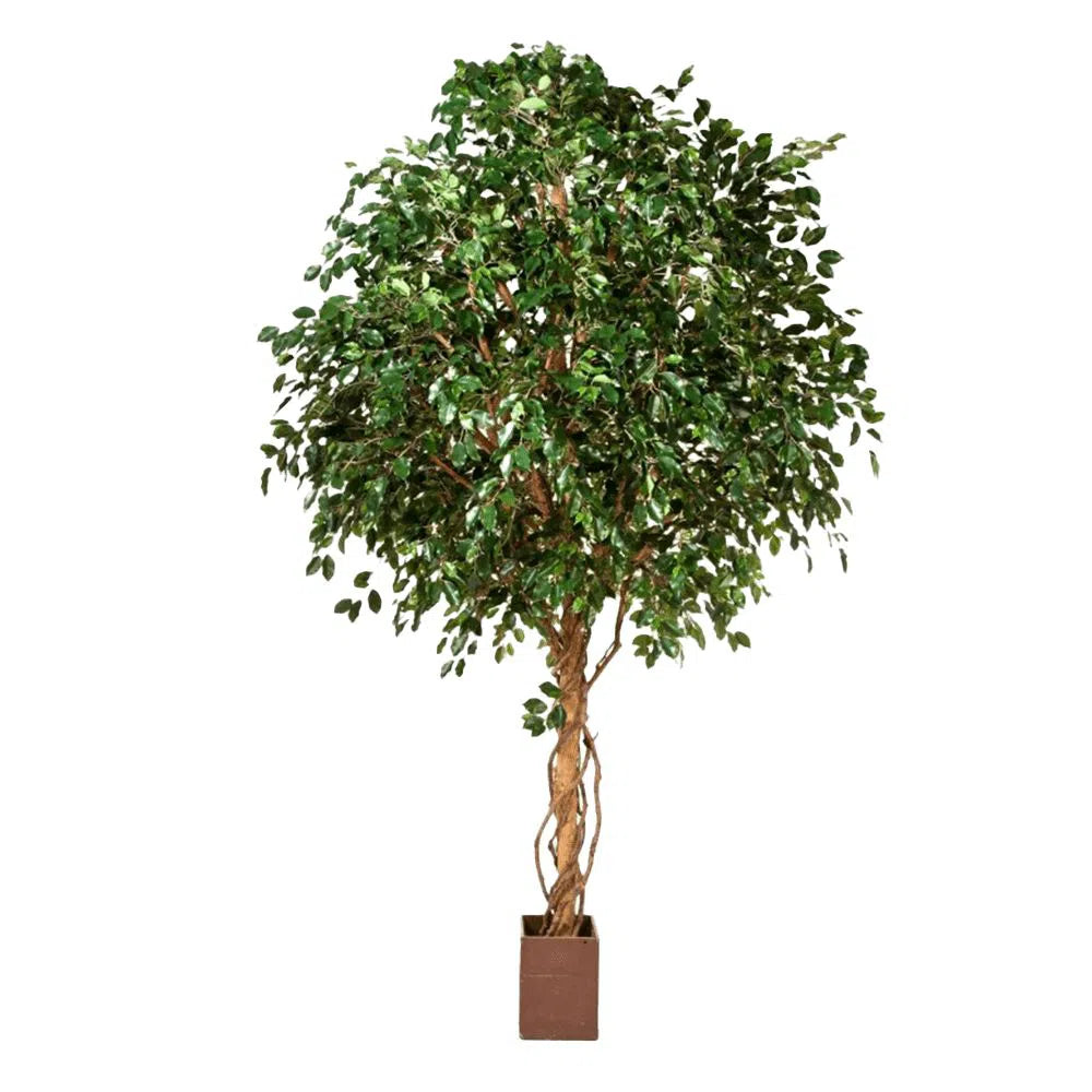 Künstlicher Ficus Exotica mit Echtholzstamm - Feng, 315 - 360 cm