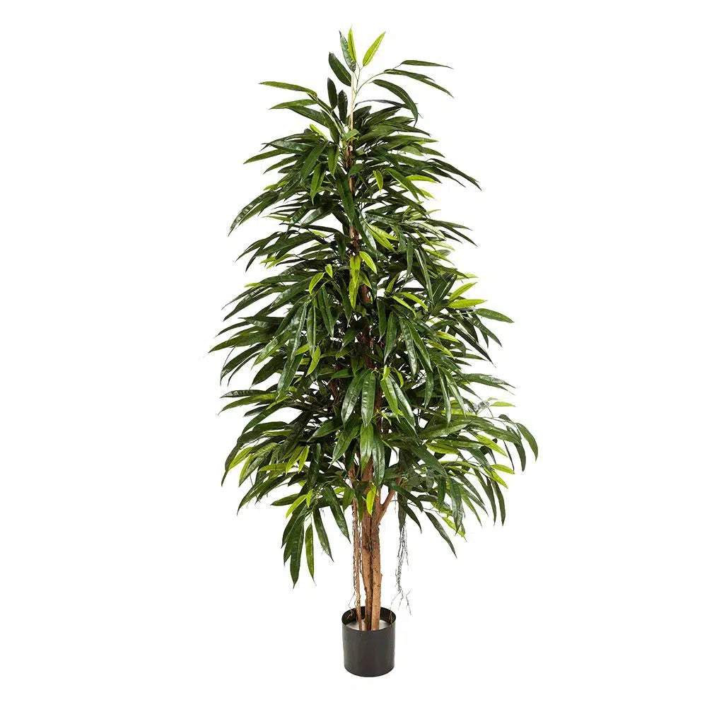 Künstlicher Ficus Longifolia mit Echtholzstamm - Lenya, 180 cm