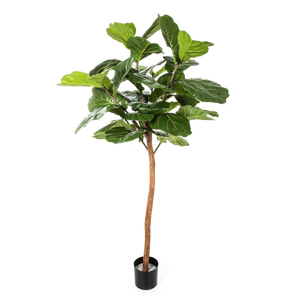 Künstlicher Ficus Lyrata - Ragna, 170 - 200 cm