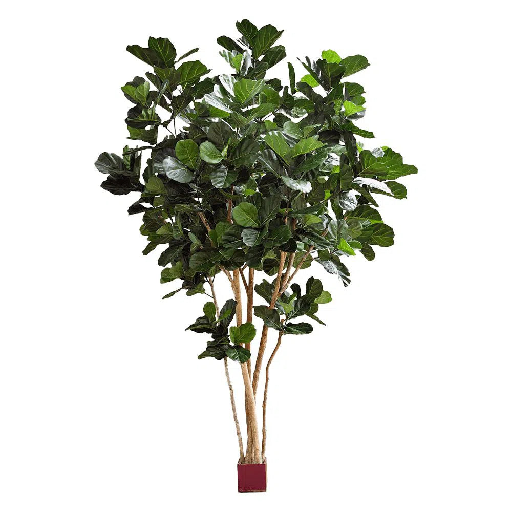 Künstlicher Ficus Lyrata mit Echtholzstamm - Lucija, 420 cm