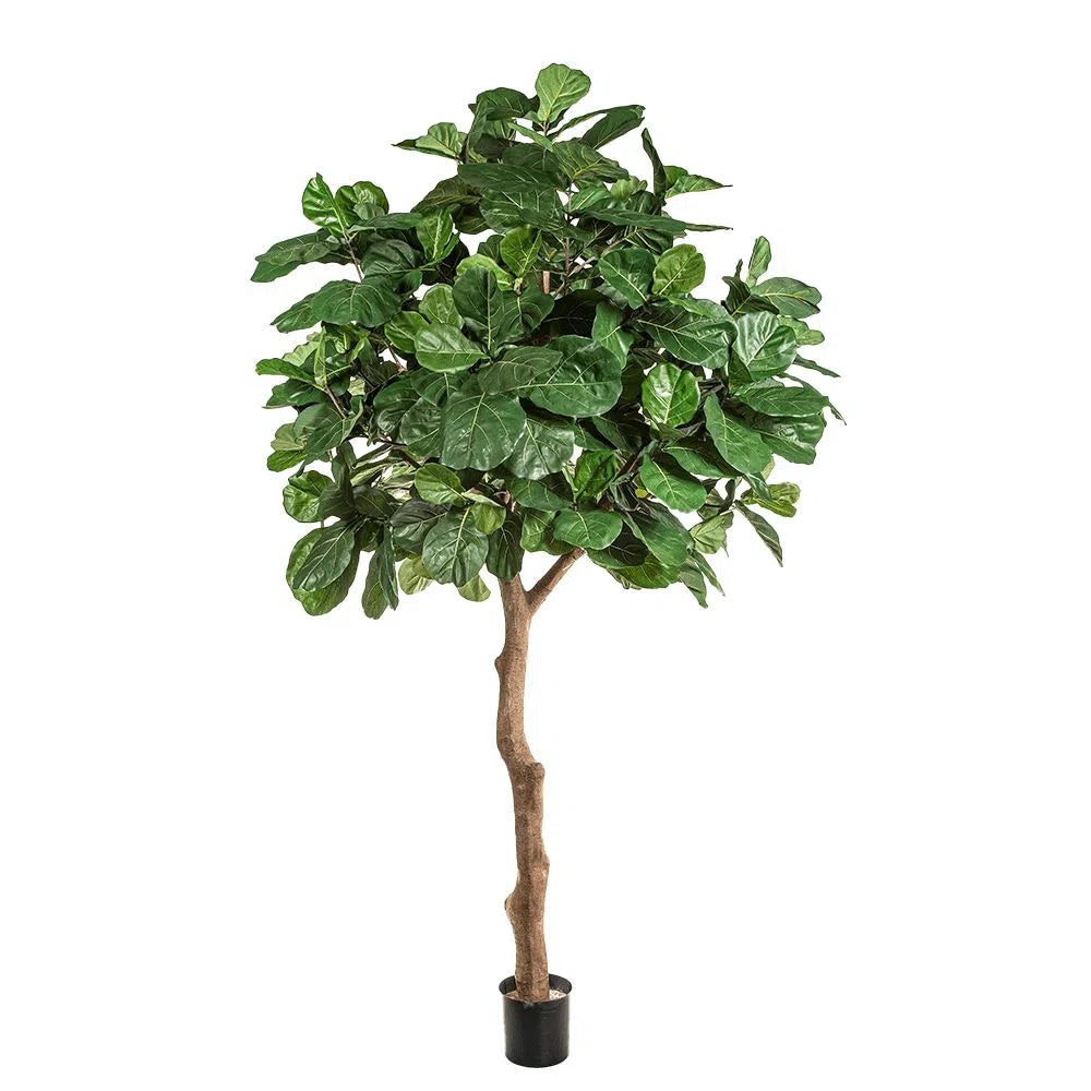 Künstlicher Ficus Lyrata mit Echtholzstamm - Mila, 360 cm