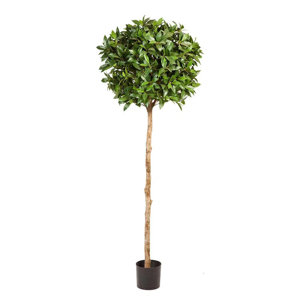 Künstlicher Lorbeerbaum mit Echtholzstamm - Riccardo, 140 - 170 cm