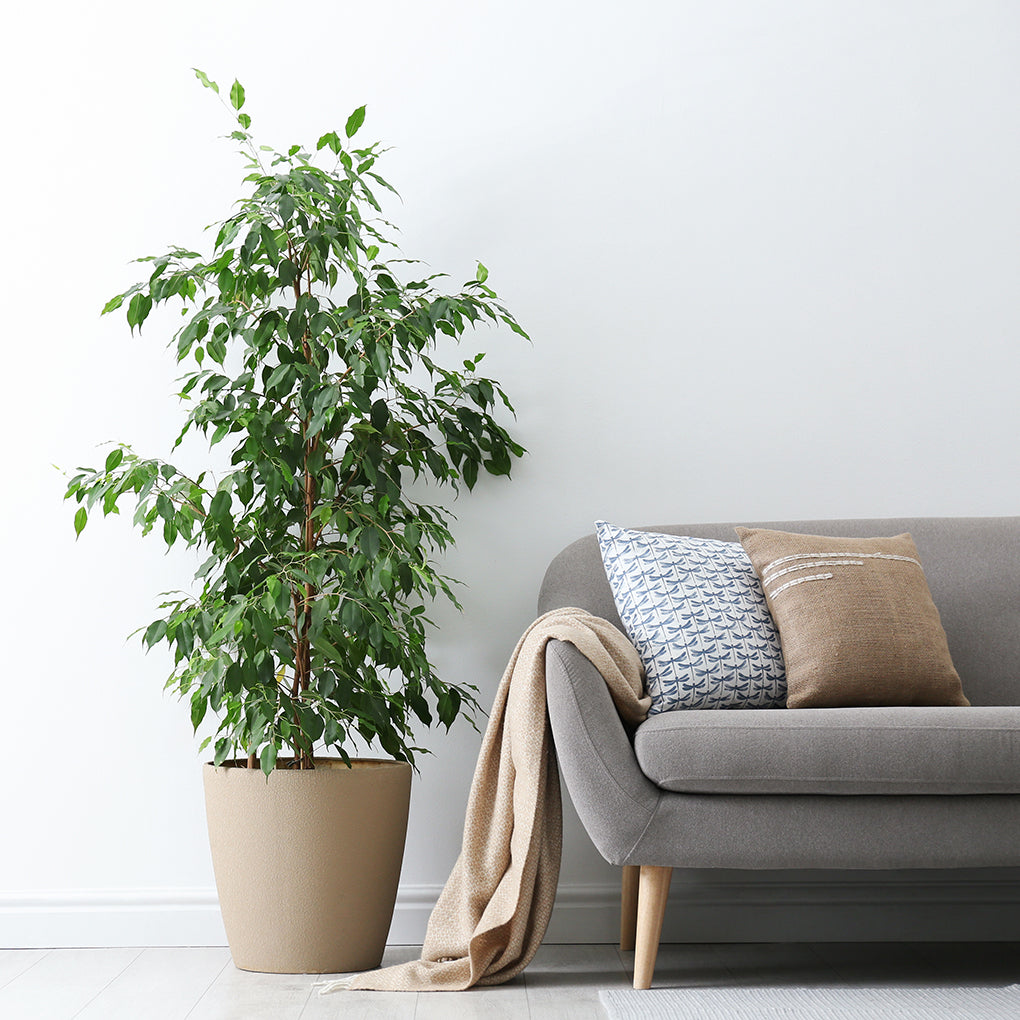 Moderner Wohnbereich mit einem großen, lebensechten künstlichen Ficus-Baum als stilvolle Raumbegrünung.